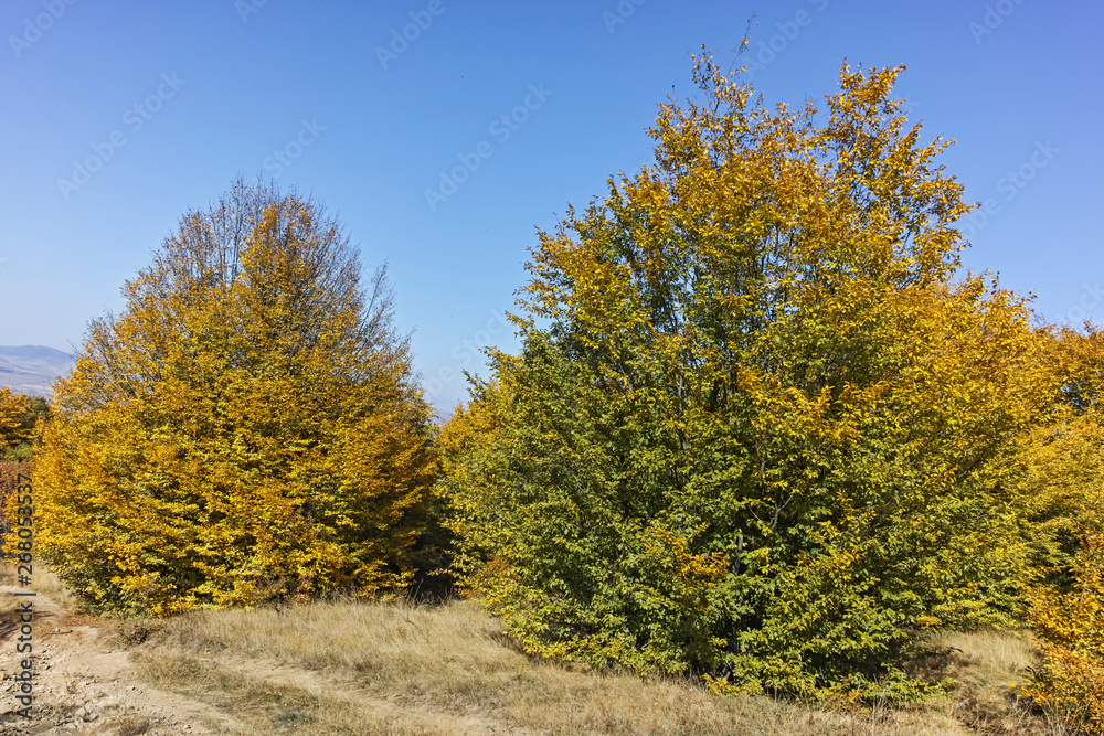 Autumn panorama of Cherna Gora (Monte Negro) mountain, Pernik Region, Bulgaria Autumn panorama of Cherna Gora (Monte Negro) mountain, Pernik Region, Bulgaria