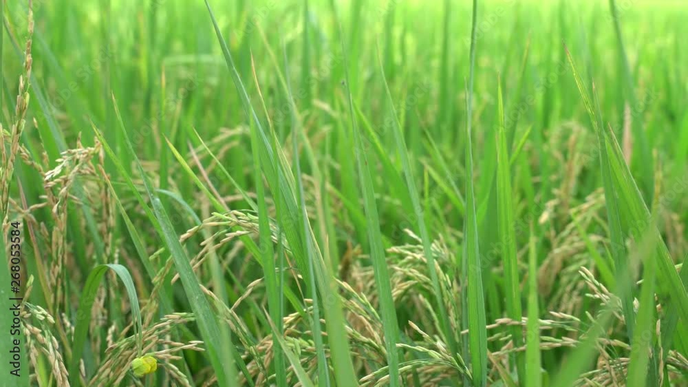 Rice plantation field with paddy rice, Agricultural industry Rice plantation field with paddy rice, Agricultural industry