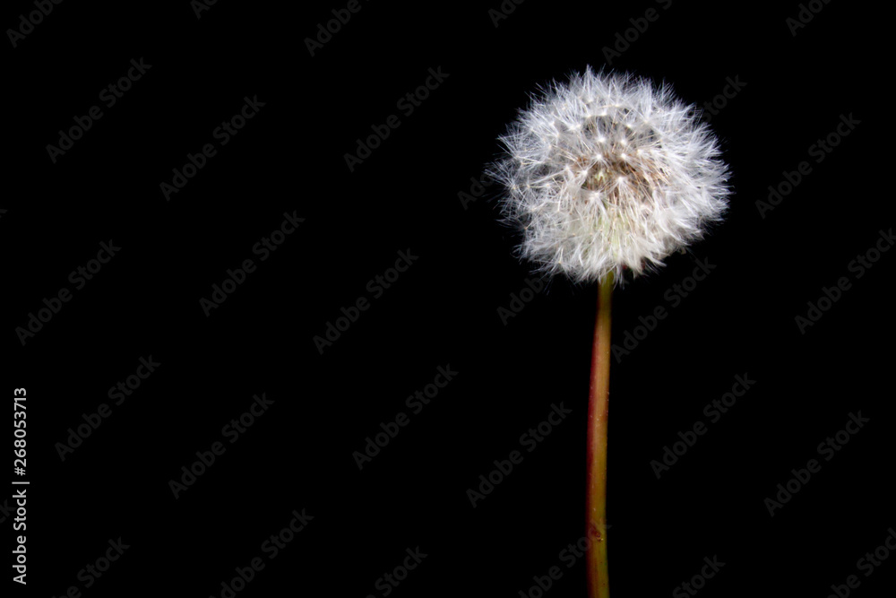 Dandelion puff on black background
