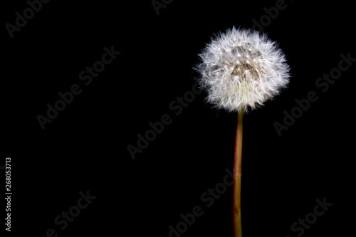 Dandelion puff on black background