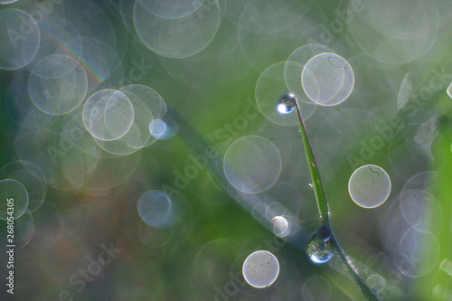 Dew droplets and beautiful bokeh in the morning. 