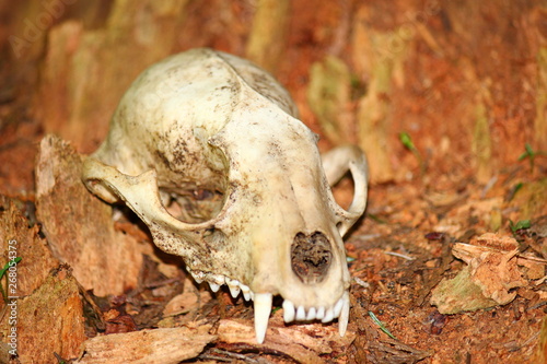 Wild Animal Skull  © gitana