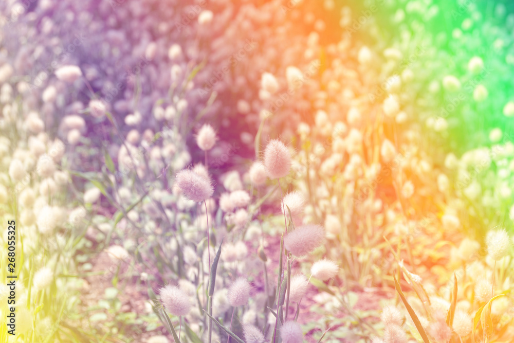 Beautiful multicolored flowers background