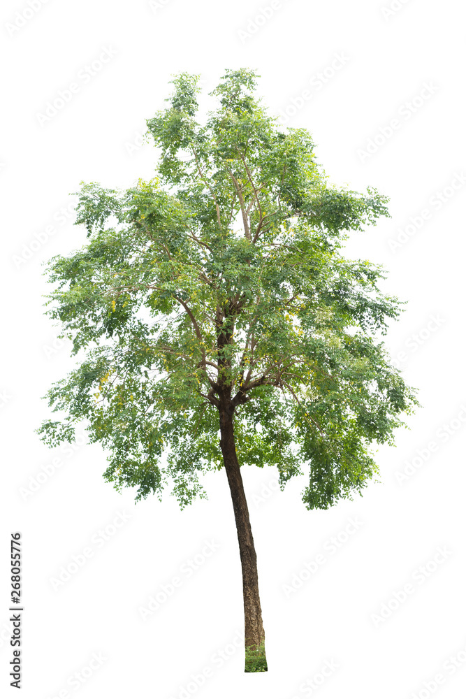 Fototapeta premium Tree isolated on white background