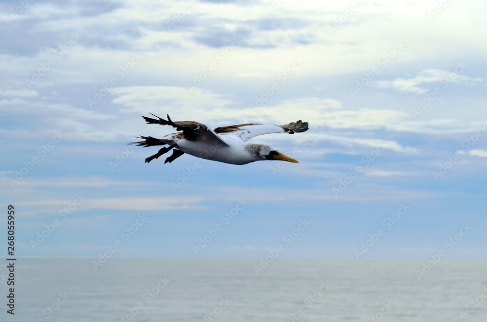 Fototapeta premium Flying seabird, Masked Booby (Sula dactylatra)