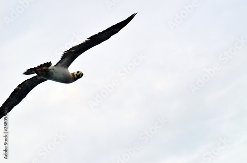 Flying seabird  Masked Booby  Sula dactylatra 