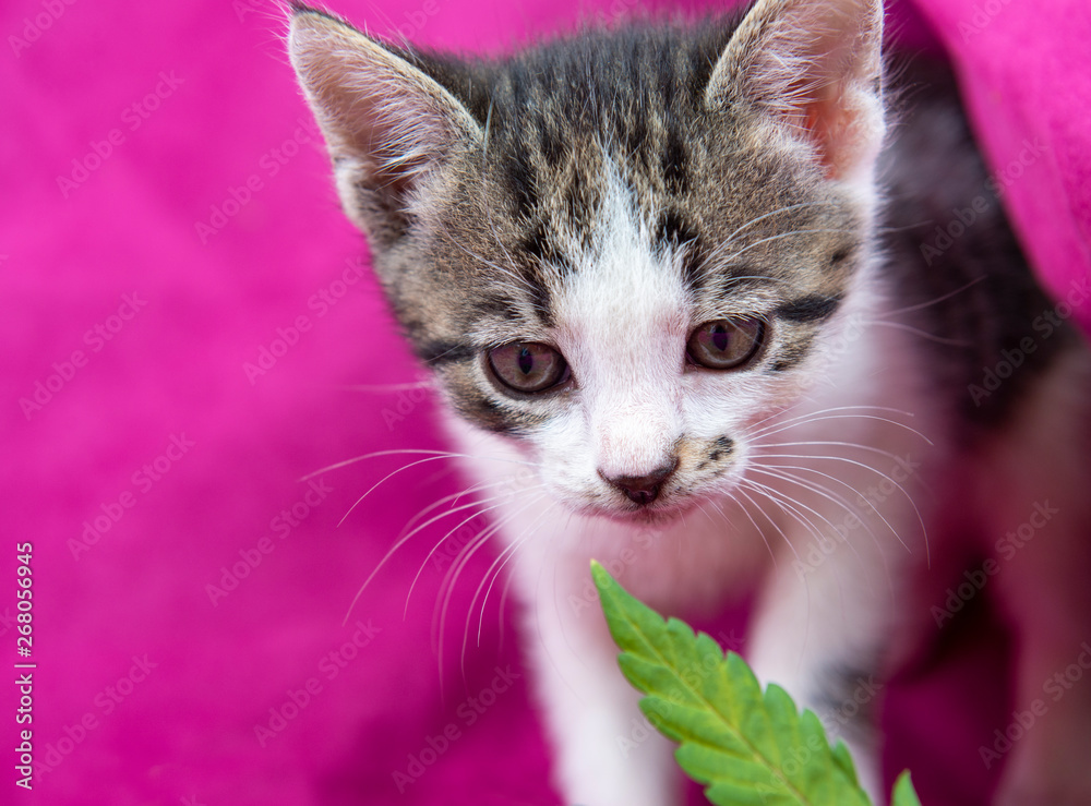Obraz Mały kot wąchający liść konopi na różowym tle