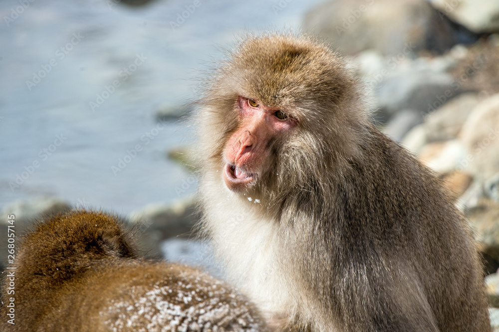 Japanese macaque with open mouth, near natural hot springs.. Close up portrait. Scientific name: Macaca fuscata, also known as the snow monkey. Winter season. Natural habitat. Japan. Japanese macaque with open mouth, near natural hot springs.. Close up portrait. Scientific name: Macaca fuscata, also known as the snow monkey. Winter season. Natural habitat. Japan.