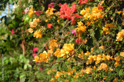 Branch of beautiful yellow bougainvillea flowers, blurred background. © evso