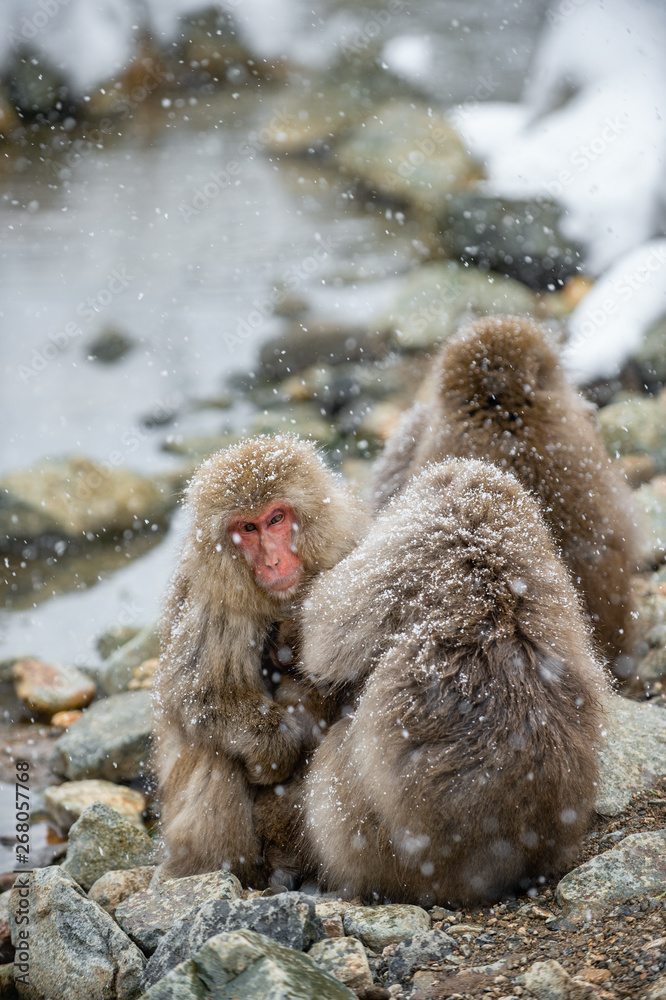 Naklejka premium Japanese macaques sitting near natural hot springs. The Japanese macaque, Scientific name: Macaca fuscata, also known as the snow monkey. Natural habitat, winter season. Japan