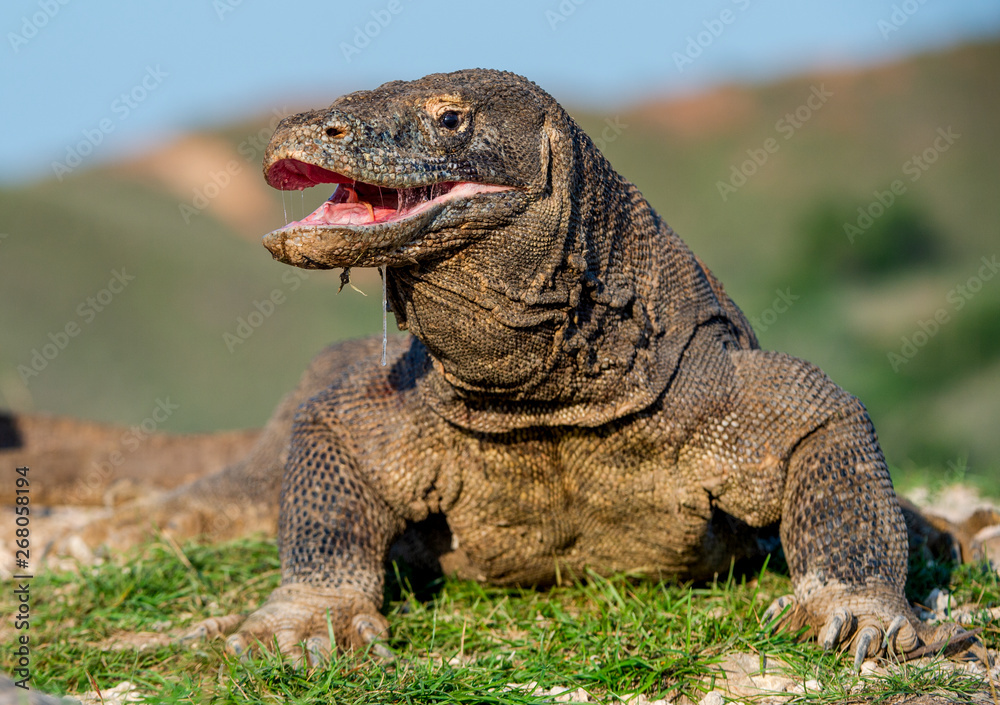 Fotografia do Stock: The Komodo dragon raised the head and opened a mouth.  Scientific name: Varanus komodoensis, It is the biggest living lizard in  the world. Natural habitat. Island Rinca. Indonesia.