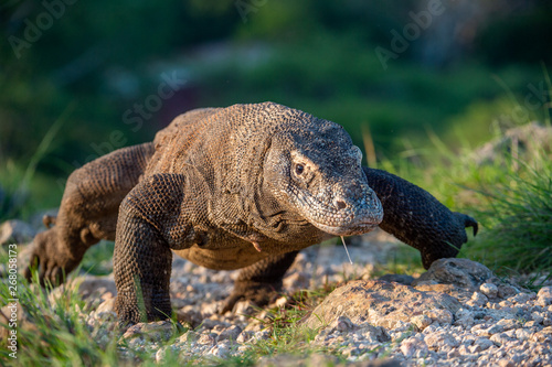 Walk of Komodo dragon. Front view. Scientific name: Varanus komodoensis.  Natural habitat. Biggest living lizard in the world.  island Rinca. Indonesia.