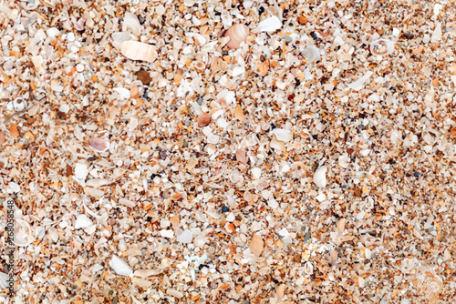 Shells in the beach