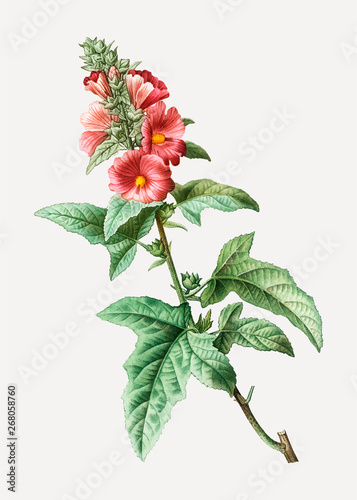 Tree mallow plant