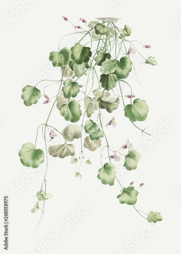 Blooming Kenilworth Ivy