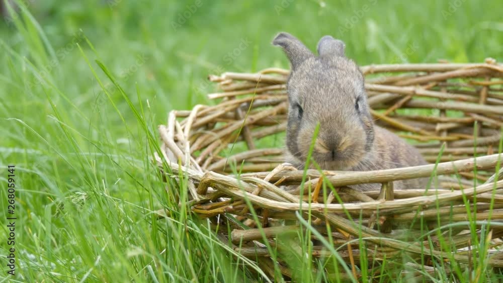 Little funny newborns of a week old gray rabbit in a handmade nest or basket of wicker on green grass in summer or spring Little funny newborns of a week old gray rabbit in a handmade nest or basket of wicker on green grass in summer or spring