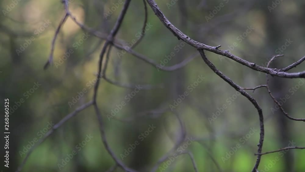 Green leaf and branches on white background Green leaf and branches on white background