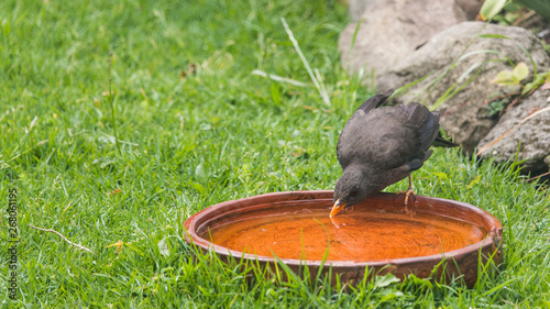 Common black bird, or thrush, bathing in a clay pot in the sun among the grass and drinking water
