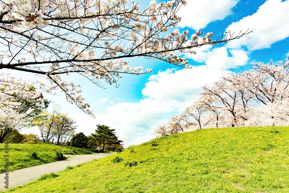 日本の桜と風景
