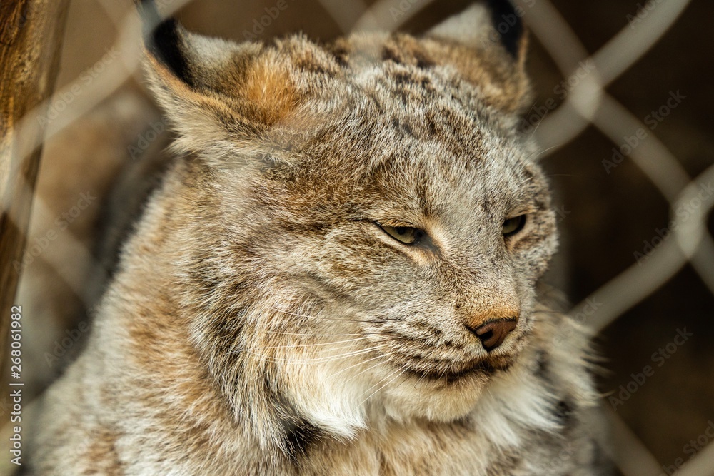 Fototapeta premium Lynx 