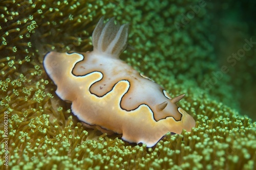 Nudibranch or sea slug Co's Goniobranchus (Chromodoris coi), South China Sea, Pulau Redang Island, Malaysia, Asia photo