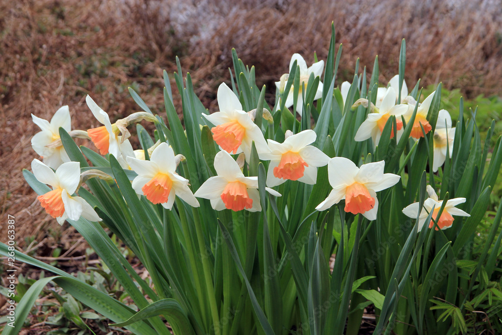 Fototapeta premium White narcissus on the flower bed