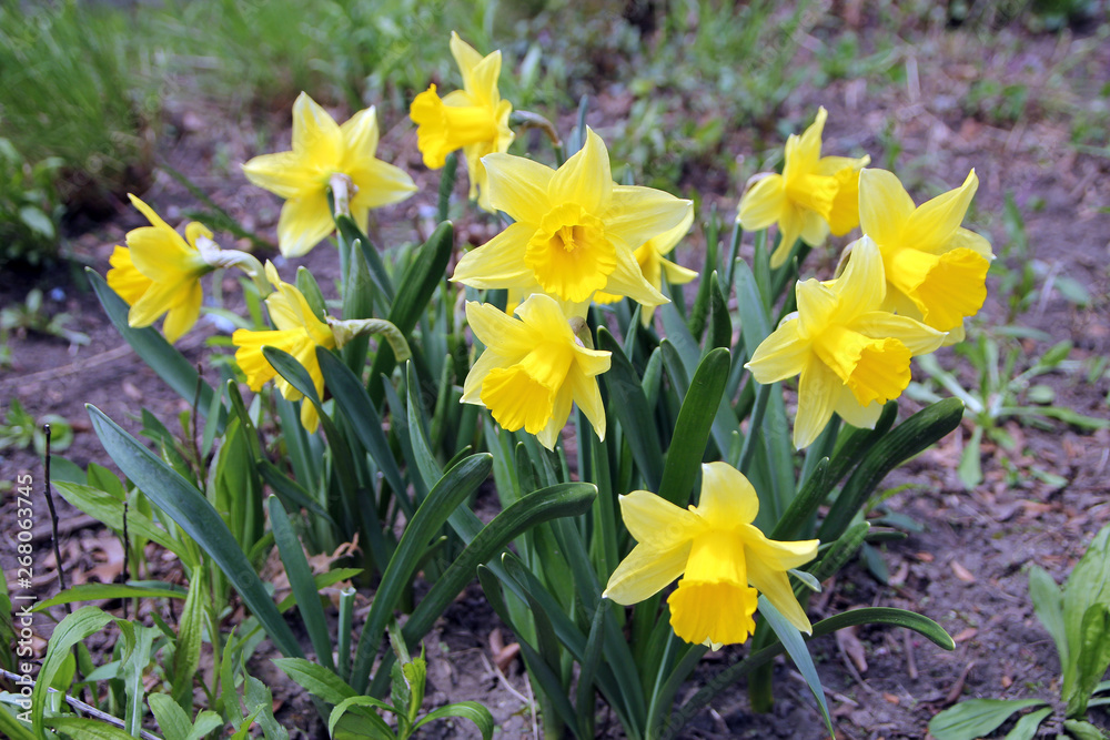 Obraz premium Yellow narcissus on the flower bed