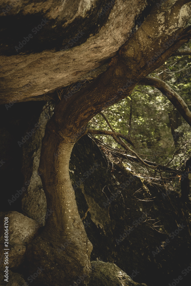 Fototapeta premium Tree