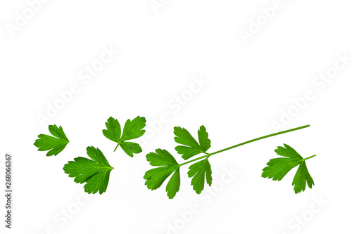 flat leaf parsley leaves on white background with copy space above