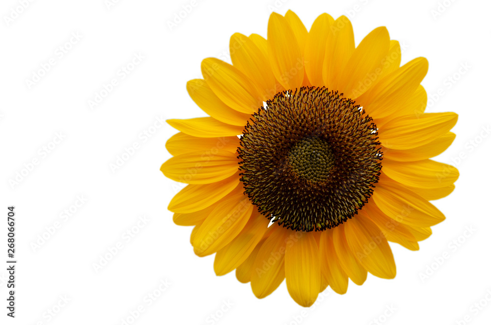Fototapeta premium Yellow sunflower with white patterned background