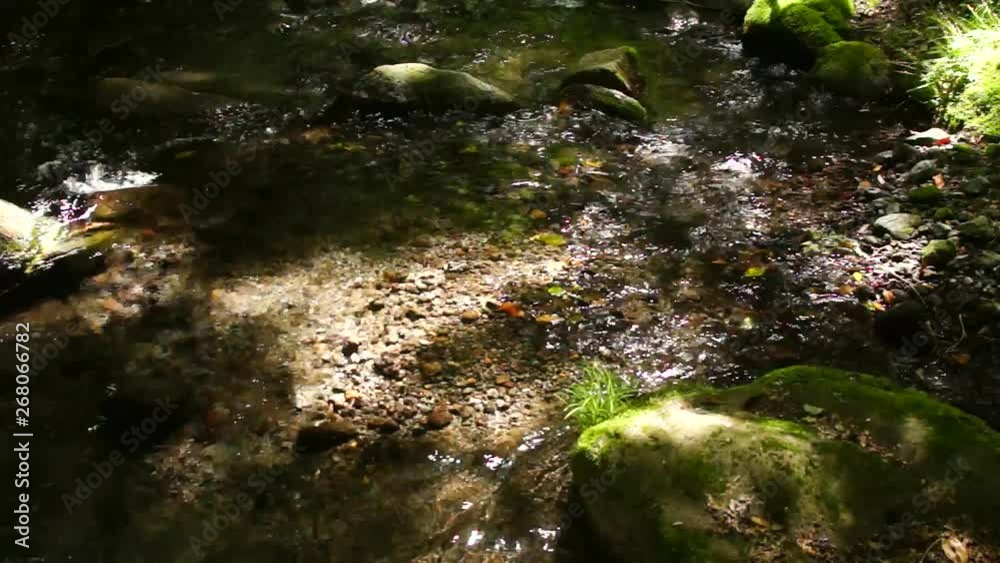 新緑の山吹水源