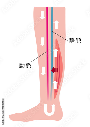 脚のむくみ（浮腫）の発生原因・過程　イラスト/ 通常の健康な脚