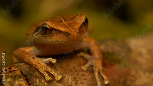 macro close up of coqui frog in a forest rack focus!! photo