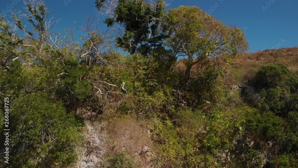 Pelican sitting in a tree on a cliff with island foliage around Pelican sitting in a tree on a cliff with island foliage around