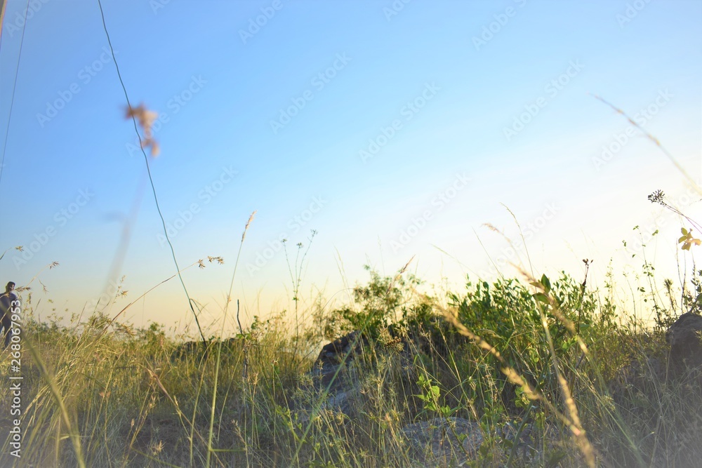 grass and blue sky grass and blue sky