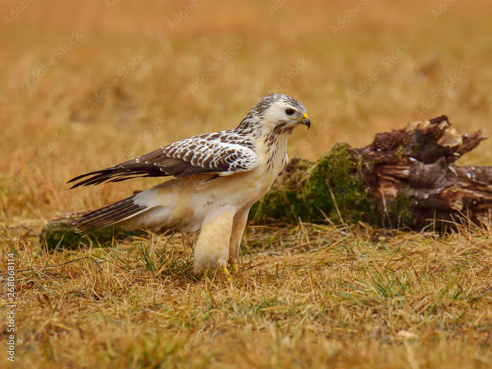 Common buzzard (Buteo buteo) spreading its wings on meadow Common buzzard (Buteo buteo) spreading its wings on meadow