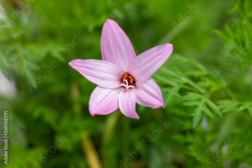 Zephyranthes flower beautiful photo