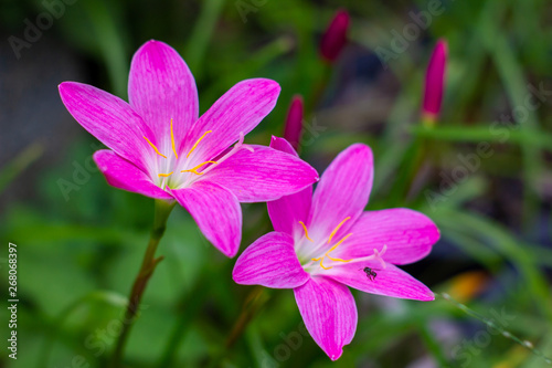 Zephyranthes flower beautiful photo