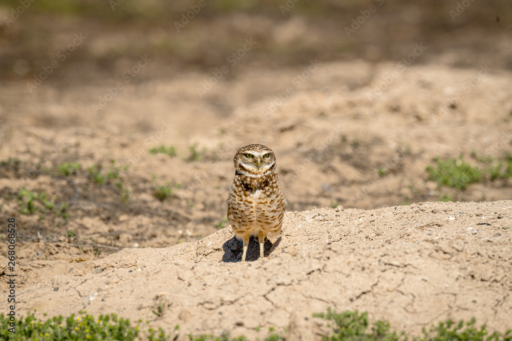Burrowing Owl poses near it's burrow Burrowing Owl poses near it's burrow