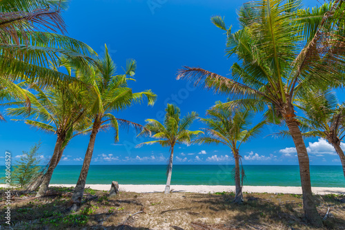 Coconut Palm trees on white sandy beach and  blue sky in south of Thailand