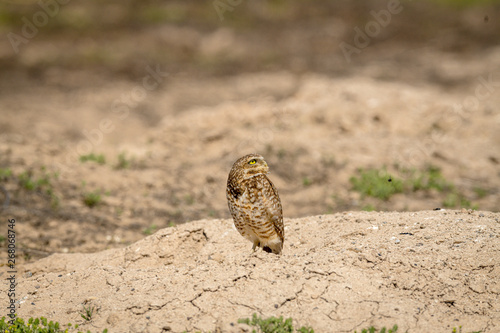 Burrowing Owl poses near it's burrow