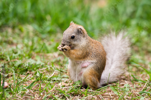 Pregnant squirrel enjoying a snack on a green background