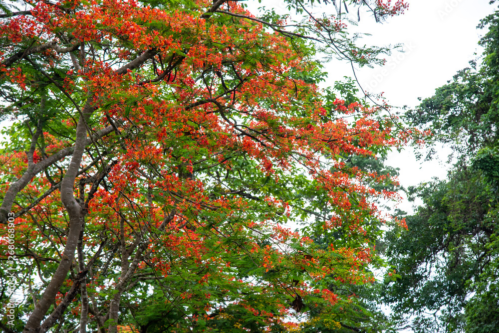 Beautiful The Flame Tree.