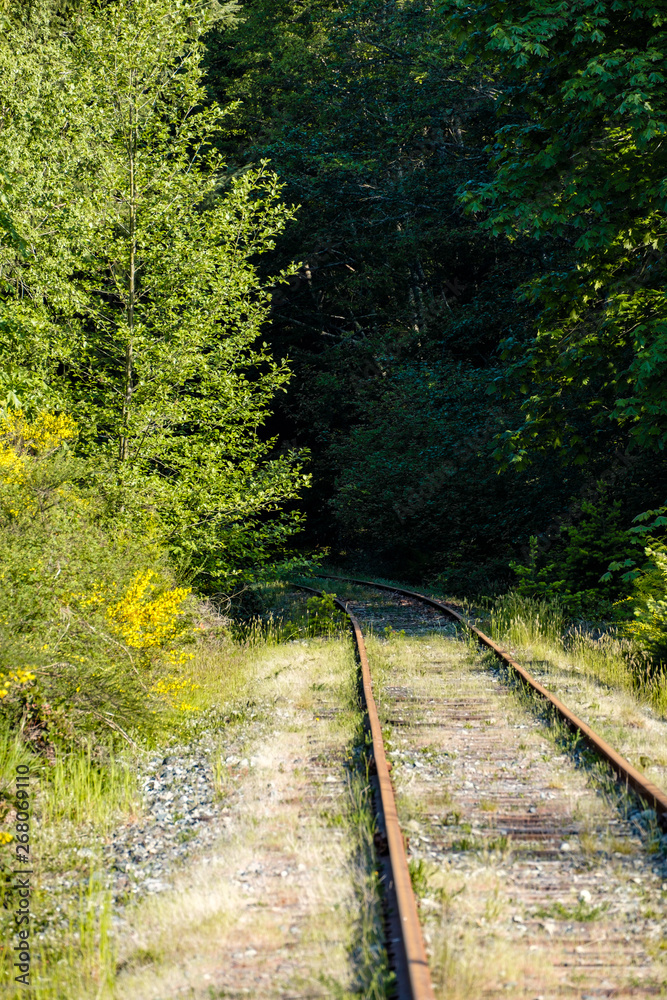 Obraz premium single railway trail lead deep into the forest on a sunny day