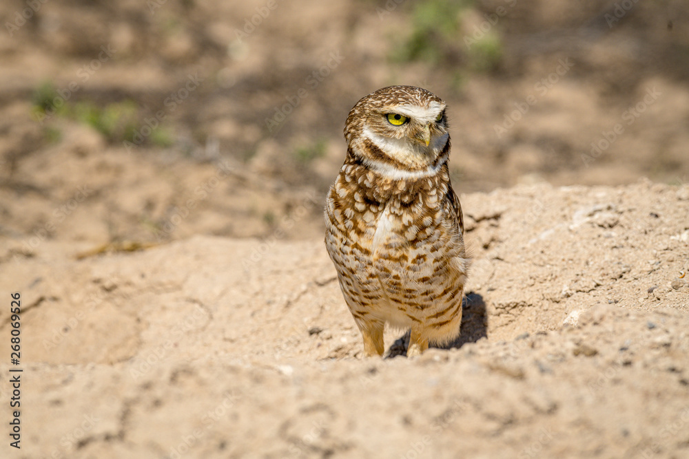Burrowing Owl poses near it's burrow Burrowing Owl poses near it's burrow