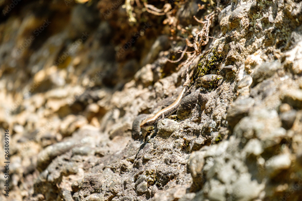 one small lizard resting on the rough rock surface enjoy some sun one small lizard resting on the rough rock surface enjoy some sun