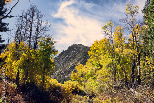Fototapeta Naklejka Na Ścianę i Meble -  Fall color with a mountain backdrop. June Lake, CA