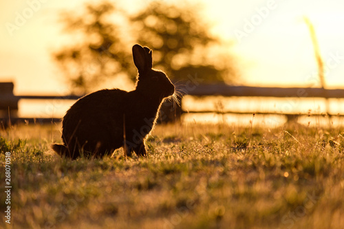 a rabbit on the grass field with its  silhouette back lit by the setting sun in the park with glowing orange sky