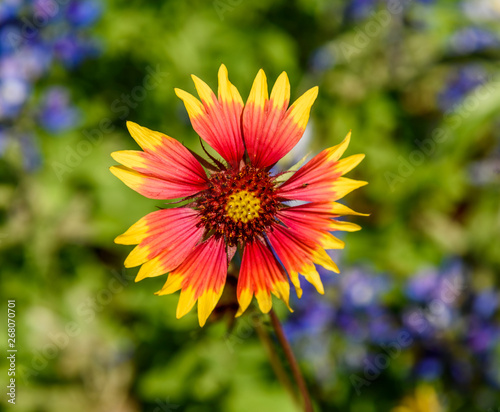 LBJWildFlowerCenterFlower9