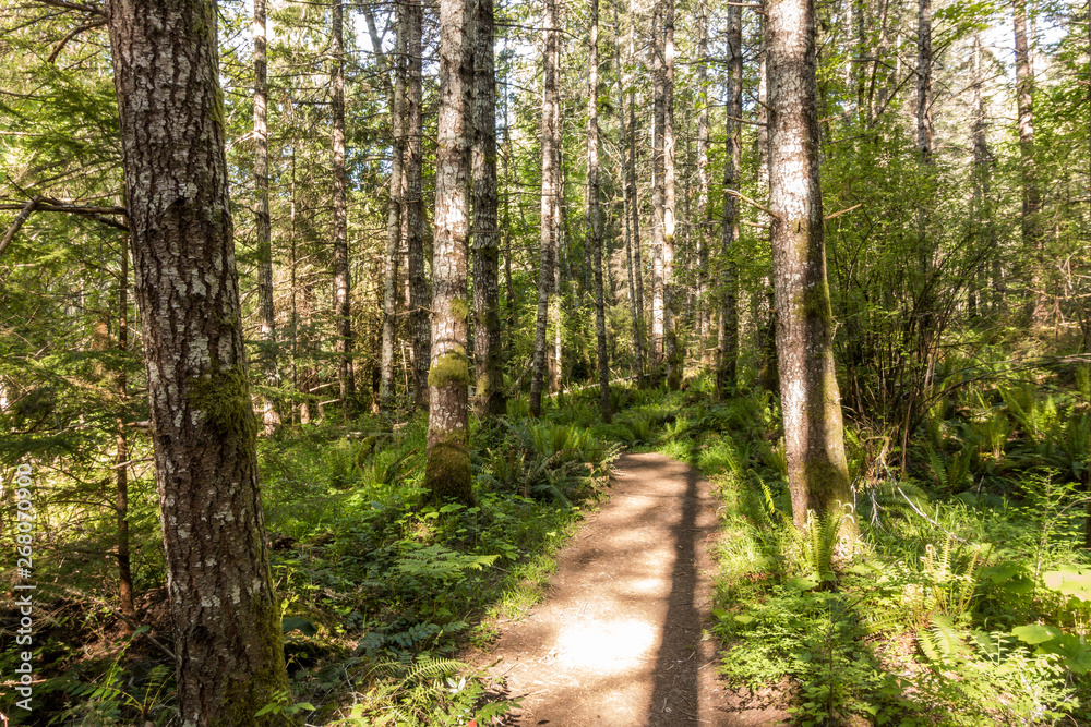 trail inside forest with dense tall trees on both sides and sun light shine through the branches trail inside forest with dense tall trees on both sides and sun light shine through the branches